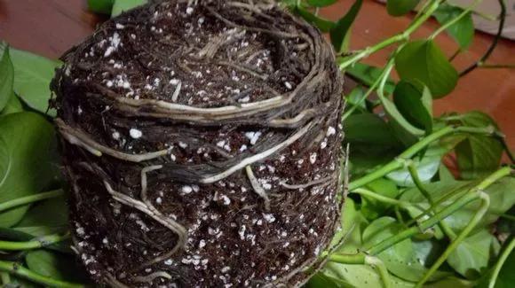 绿萝黄叶的原因及解决方法,绿萝黄叶的原因和解决方法