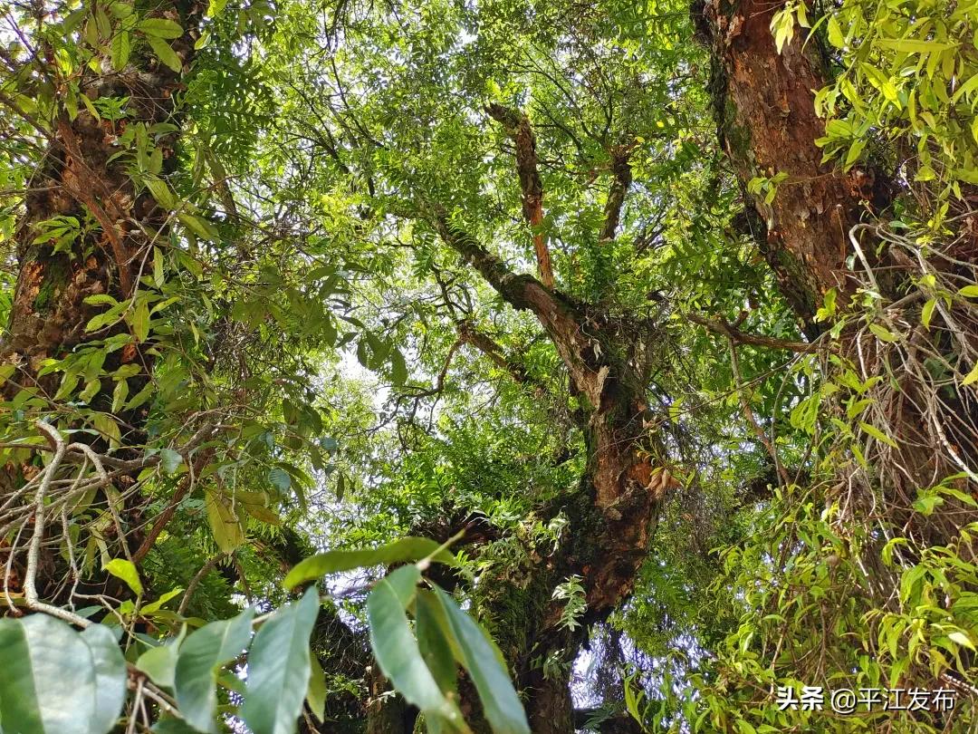 苦乐年华！1013岁的古树有个特别的名字