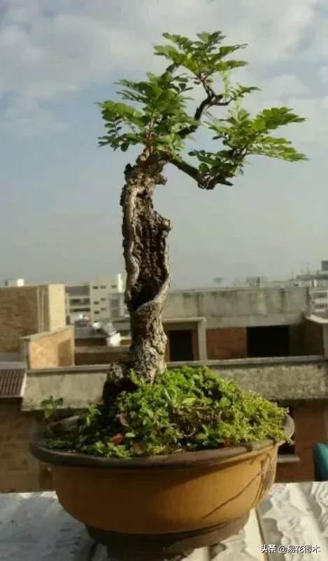 清香木盆景黄叶掉叶是什么原因,清香木黄叶掉叶如何处理