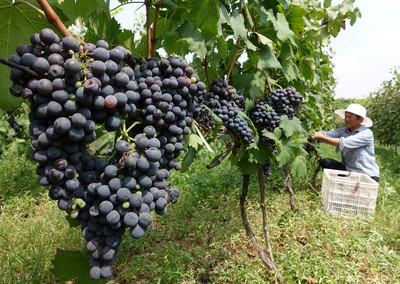 葡萄园里四季歌，春吐新芽、夏爬满架、秋收葡萄、冬埋雪下。