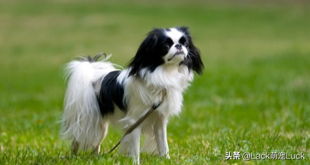 老年人适合养什么小型犬,适合家庭的十大犬种