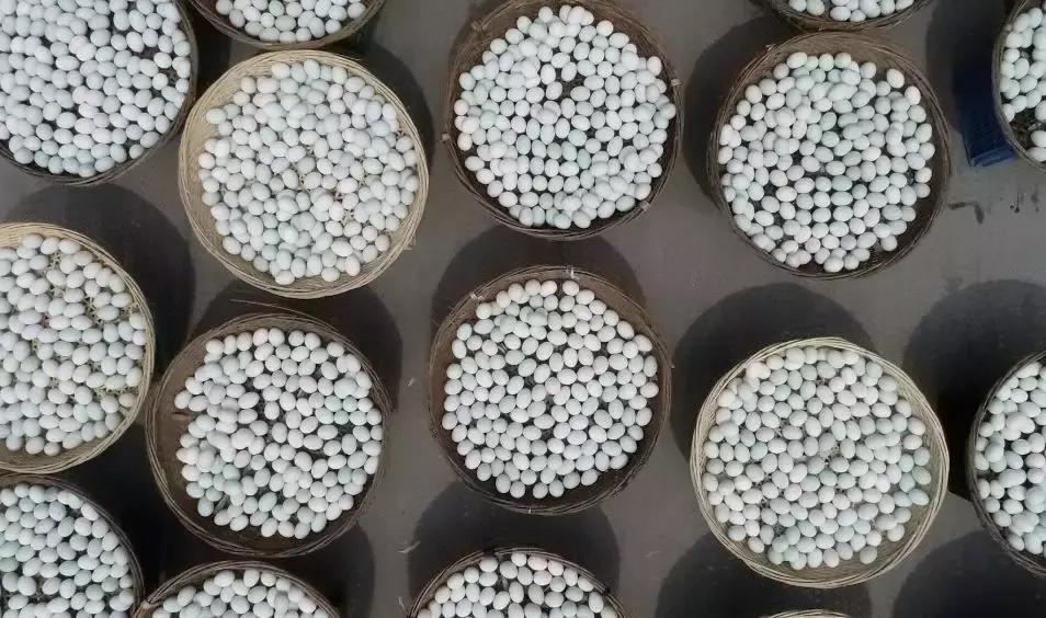 传承了280多年!这道来自嘉兴平湖的奇特美食,你吃过吗?