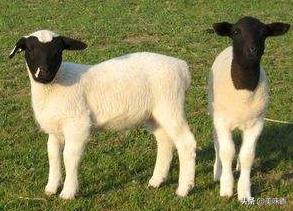 羔羊软瘫病的治疗用什么药,羔羊软瘫症的治疗药