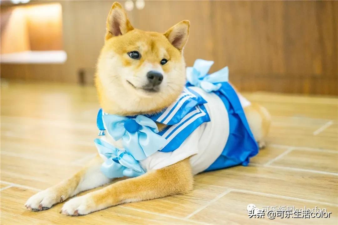 撸柴犬店广州,撸柴宠物乐园