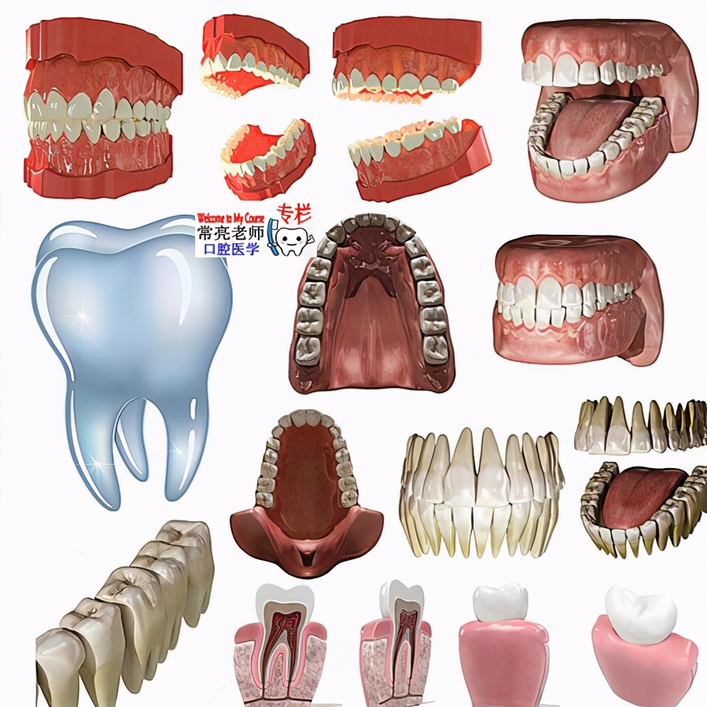 牙科讲课课件,口腔义齿知识大全