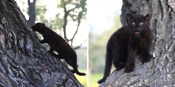 战斗民族的猫就是虎,战斗中的民族猫