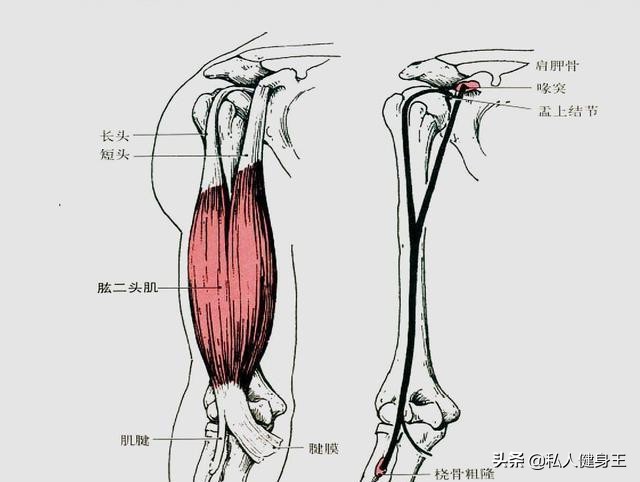 如何练大自己的肱二头肌,怎样练好肱二头肌用哑铃