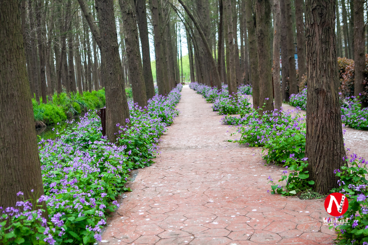 兴化看油菜花一日游,兴化千亩油菜花旅游