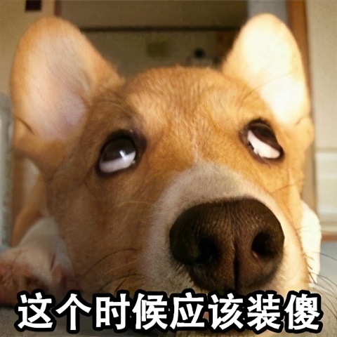 公认最贪吃的五种狗狗,什么宠物狗最挑食吃狗粮