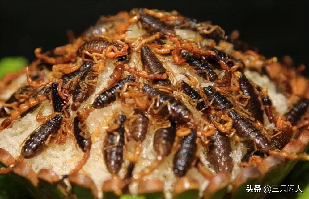 自然养蝎子300个平方能养多少蝎子,想养蝎子不知道蝎子好养还是难养