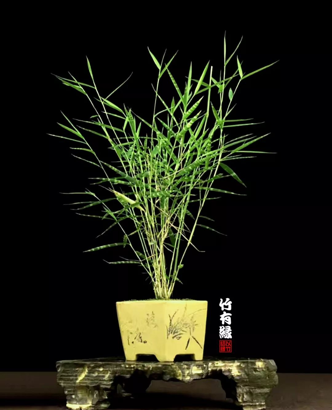 《竹子浇水宝典》竹子浇水是门大学问！