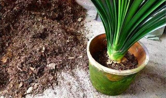 君子兰长得慢怎么办,君子兰长得慢怎么治