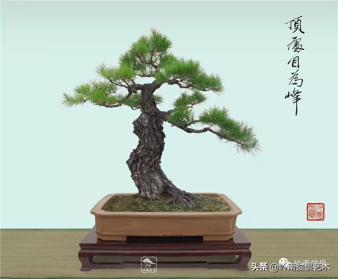 山松马尾松盆景,盆景大师郑永泰有书吗