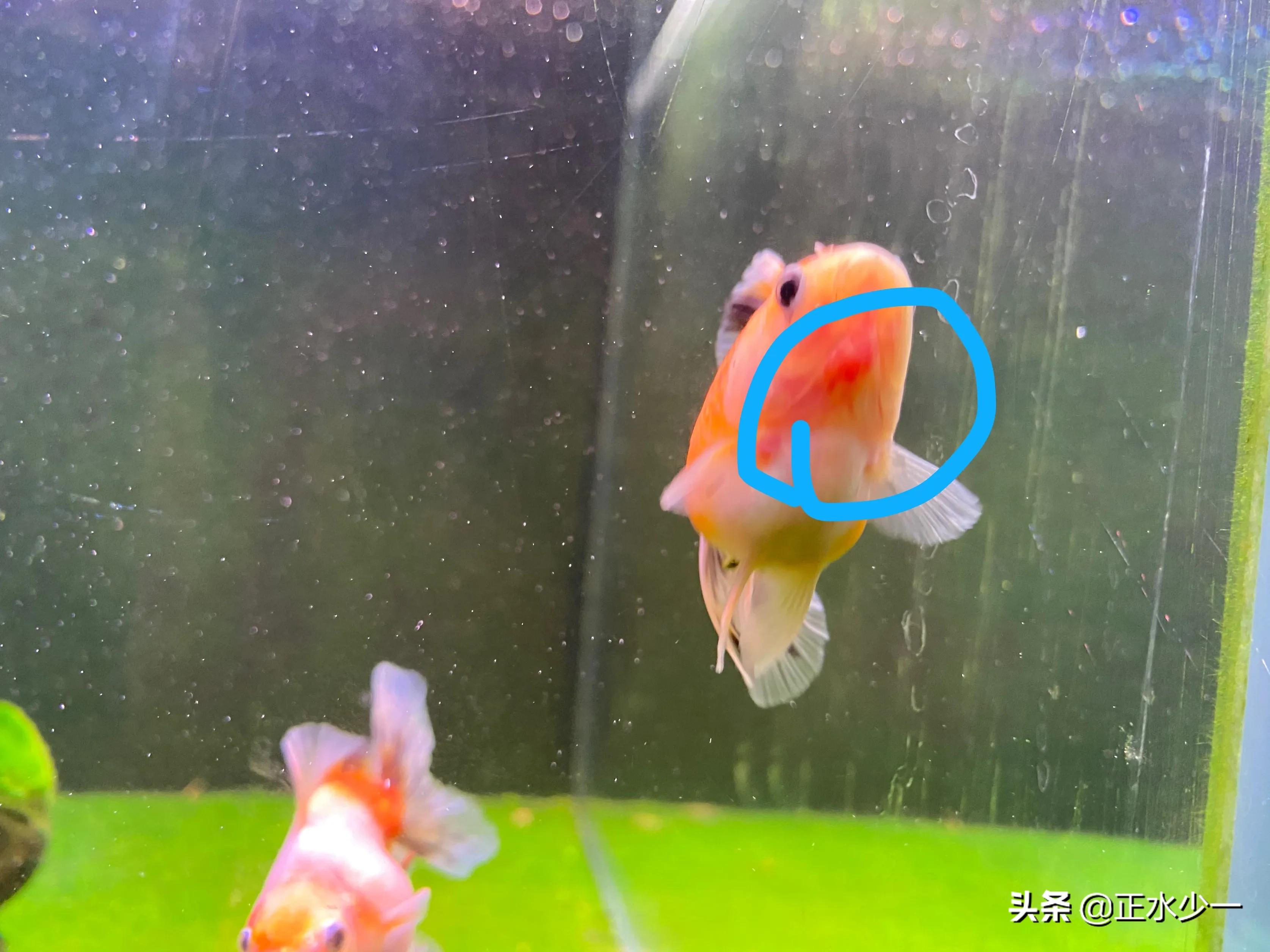 金鱼长白毛胀肚,金鱼身上长肉疙瘩怎么回事