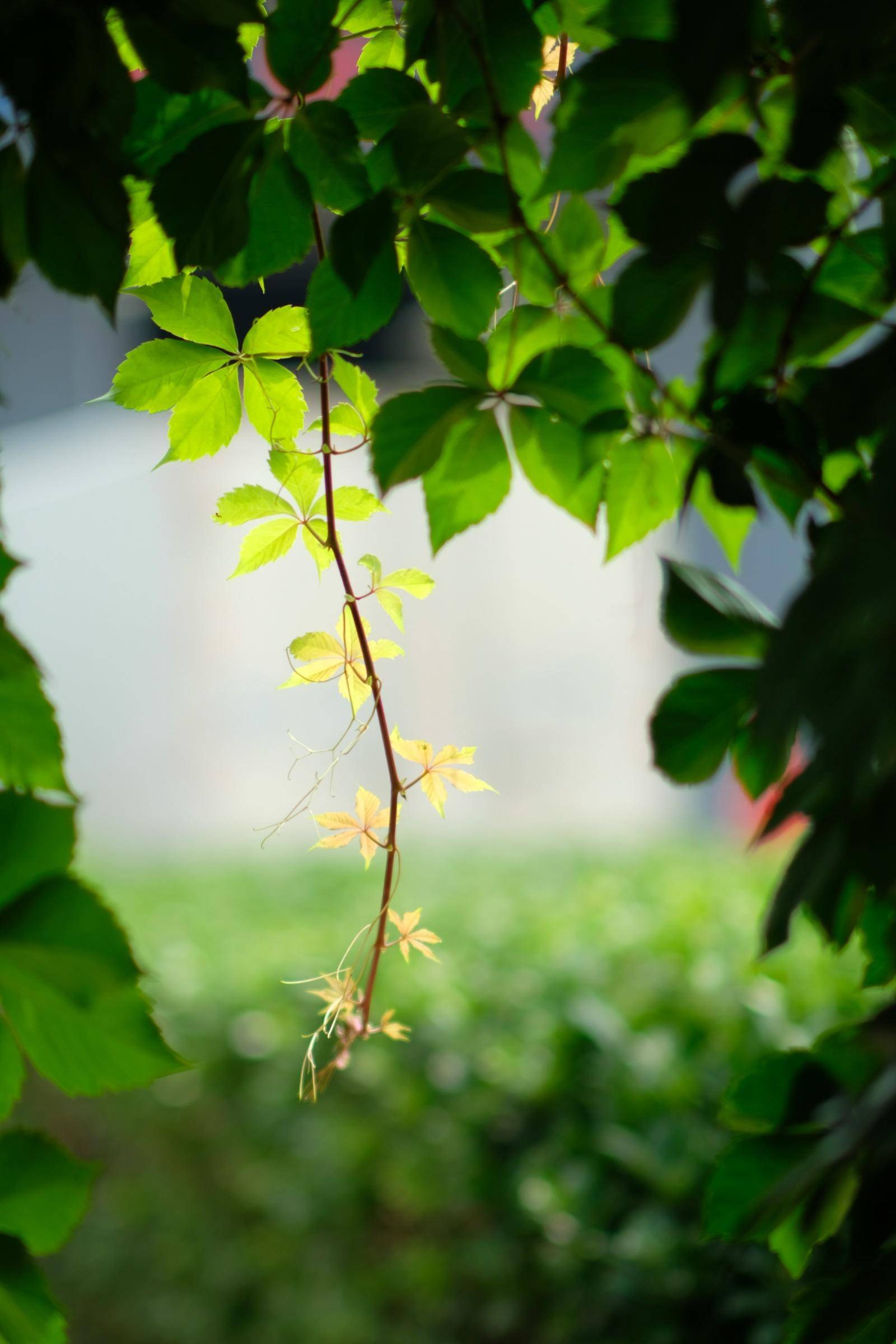 七工匠55mm1.4代镜头怎么样,七工匠55f1.4镜头一代与二代区别