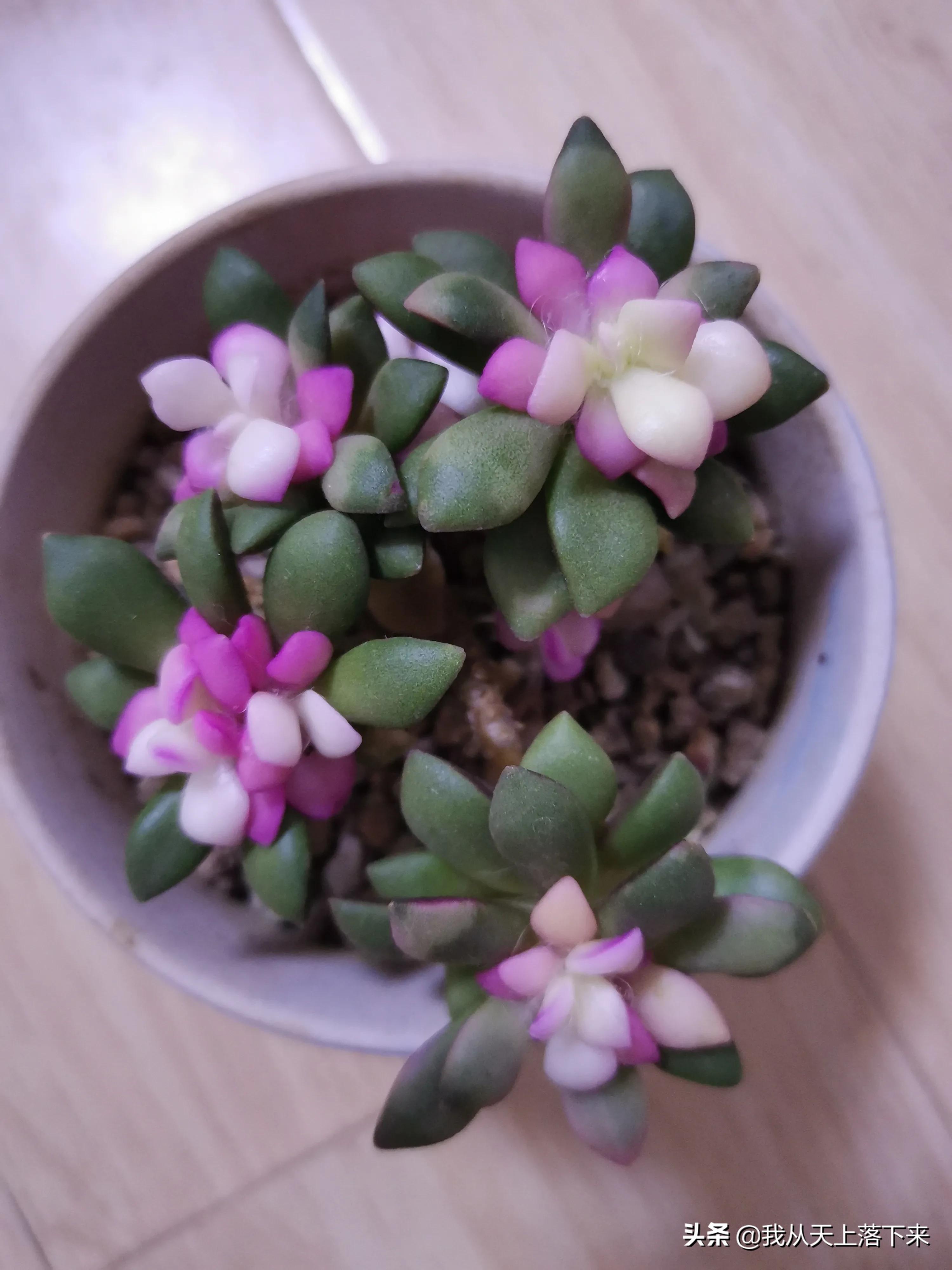 89种常见多肉植物品种图，实物拍摄，还不认识的小伙伴赶紧收藏好