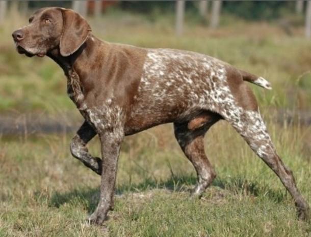 全世界100种名贵狗,世界上46多种名狗图文说明