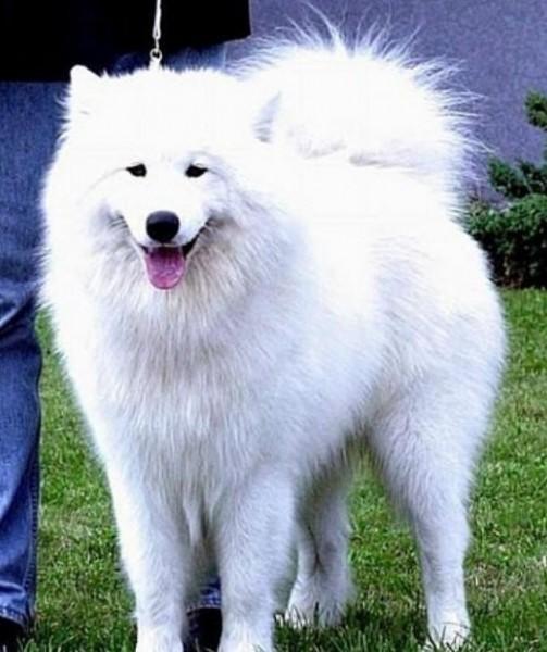 45种常见狗狗认几种主人,45种常见狗狗拉布拉多图片