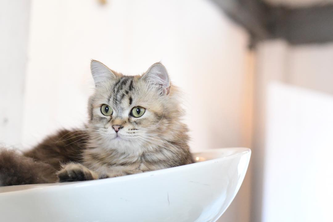 养猫40条常识猫咪生病的症状,猫咪生病有哪些忌口