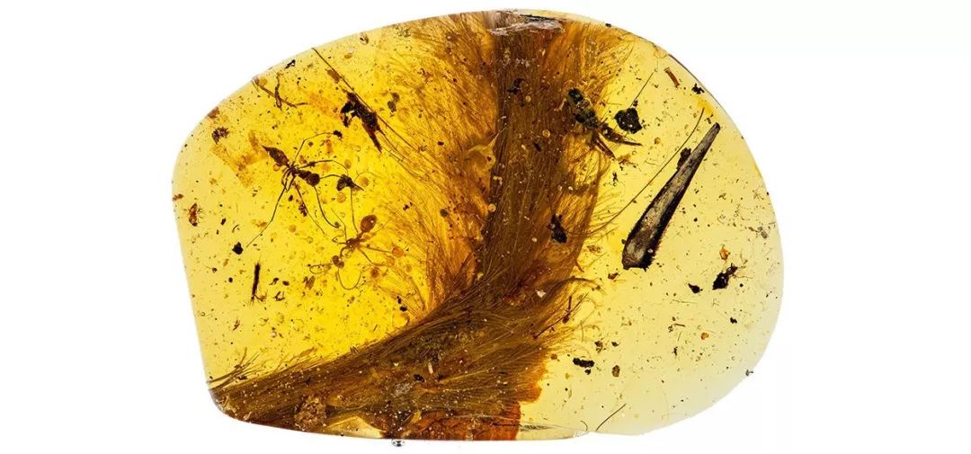 科学家找到的残缺的恐龙化石,灭绝物种缅甸琥珀