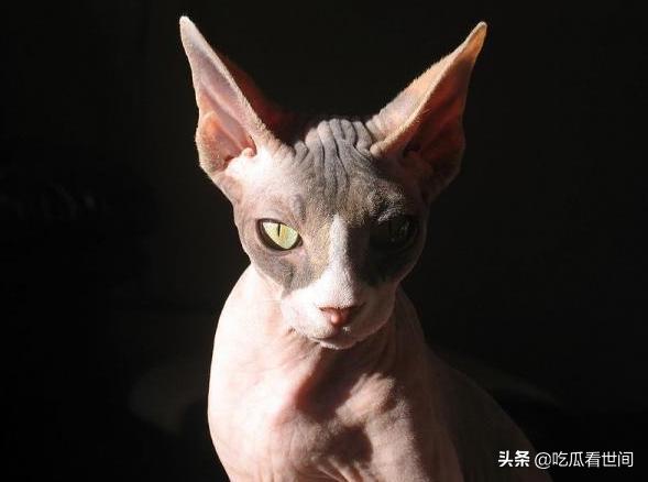 最贵的十种猫波斯猫,行走的人民币布偶猫