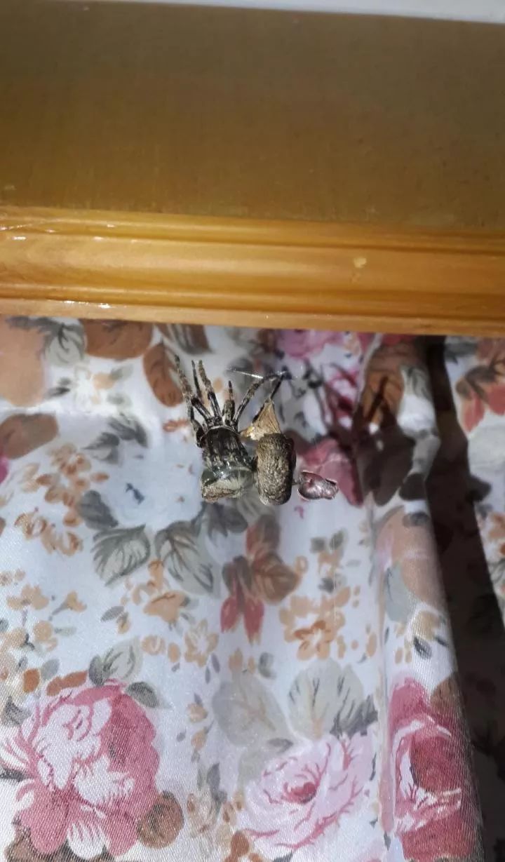 大腹圆蛛幼崽怎么饲养,大腹园蛛可以饲养吗