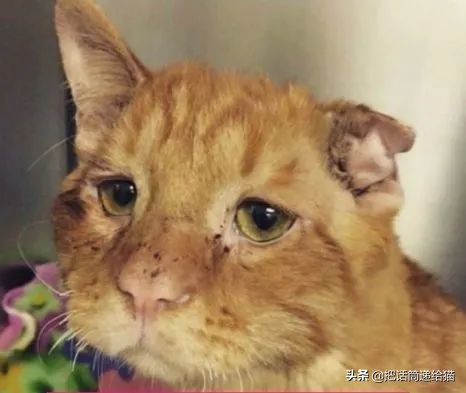 被弃养的猫还要打疫苗吗,弃养了一只猫