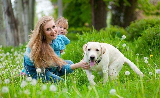 拉布拉多跟金毛对比优点及缺点,拉布拉多美国最受欢迎犬