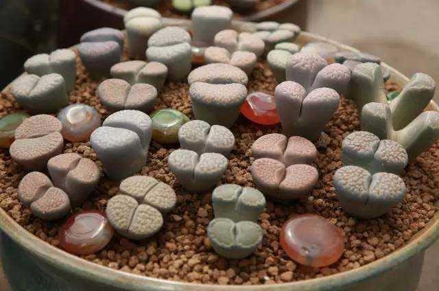 多肉徒长了砍头不用发芽机可以吗,多肉生石花徒长怎么办