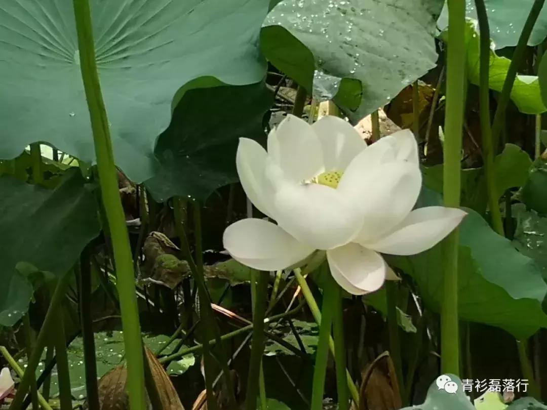 月满易园兰舟、秋莲华西钟楼：诗意生活就在身边，何须远走？