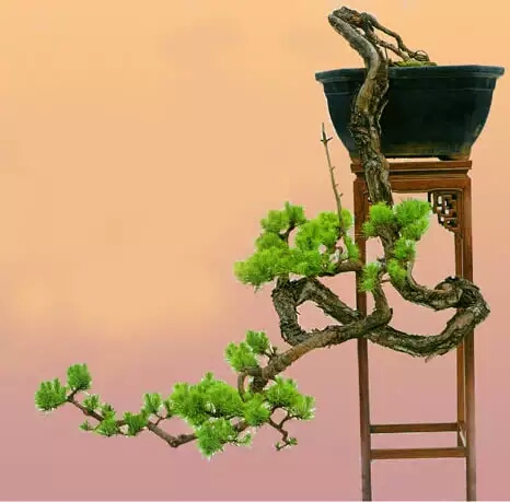 黑松剪根换盆多长时间可以晒太阳 (黑松换盆连续下雨又换一次可以吗)