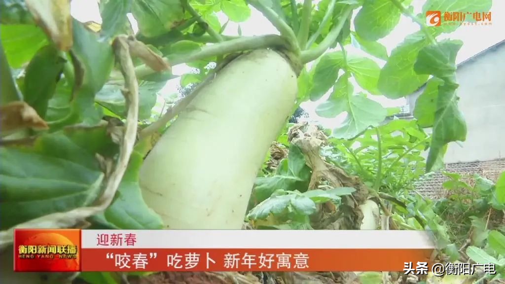 咬春吃什么菜,咬春吃萝卜