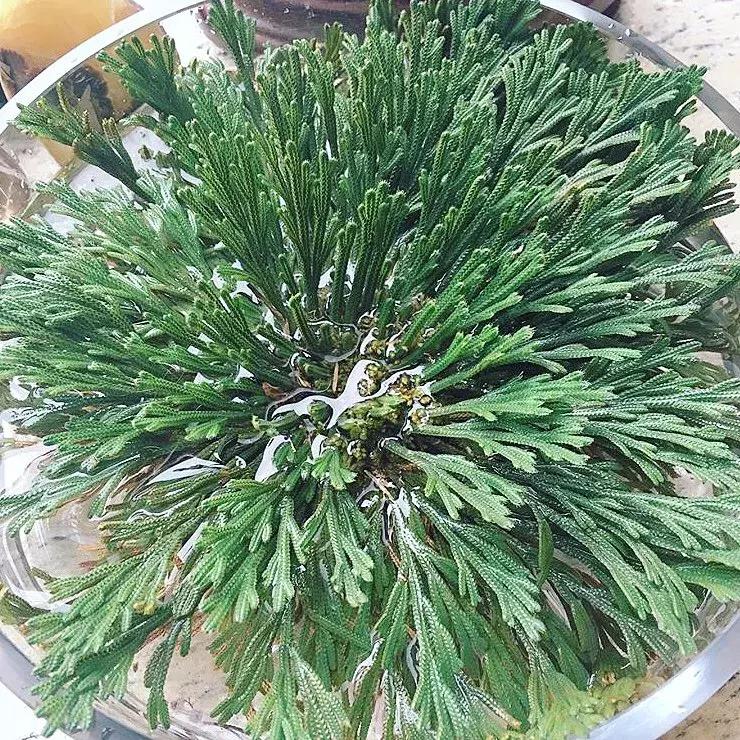 日本bblaboratories复活草面膜,复活草日本面膜敷多久变透明