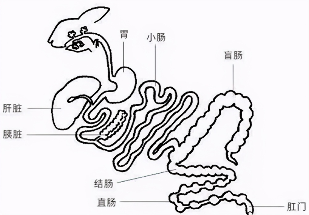 兔兔那么可爱为什么要吃它,兔兔这么可爱为什么要吃它