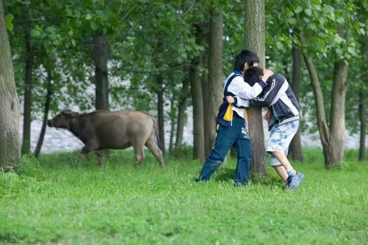沅陵乡村放牛娃,放牛娃道县
