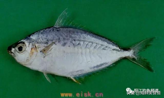 中国本土最便宜的鱼10种,哪些鱼档次又高又便宜