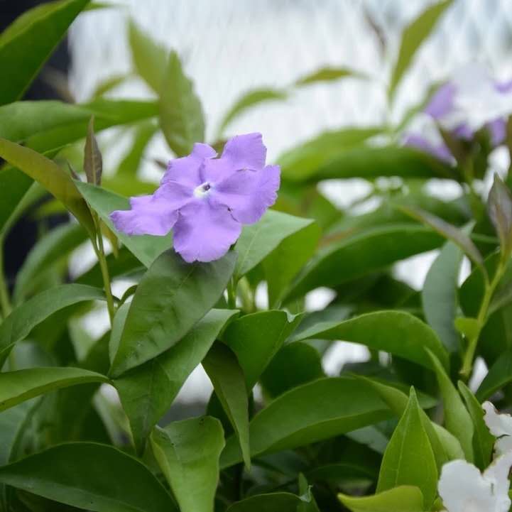 茉莉发嫩芽敢晒太阳吗,茉莉晒多久