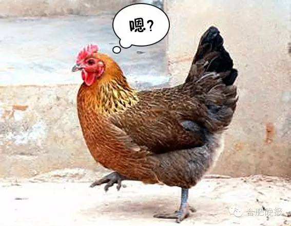 安徽合肥的老母鸡,合肥人的老母鸡