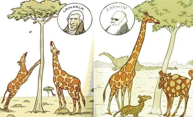 企业进化论的启示,生物进化论对学生学习的启示