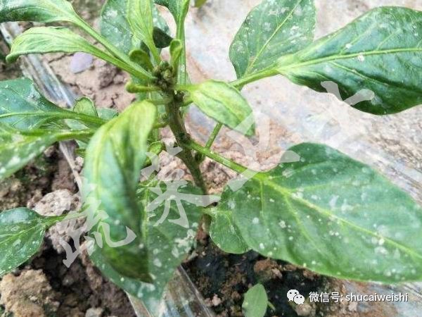 种的蔬菜卷叶是怎么回事,蔬菜的叶子有卷叶病怎么办