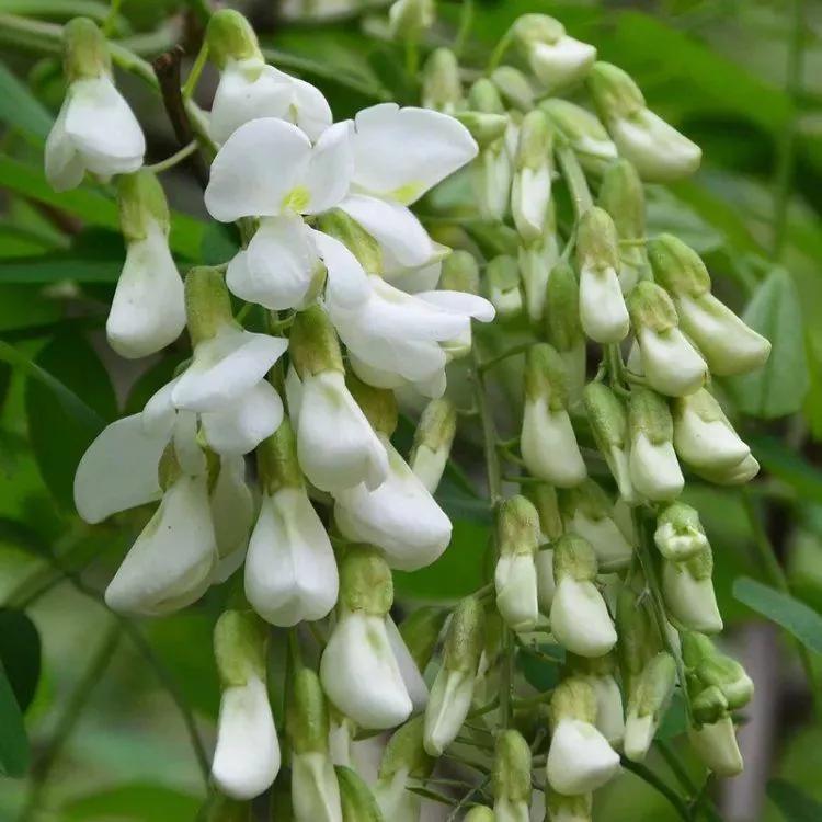 清新的花可以做什么菜,做菜点缀可食用的花