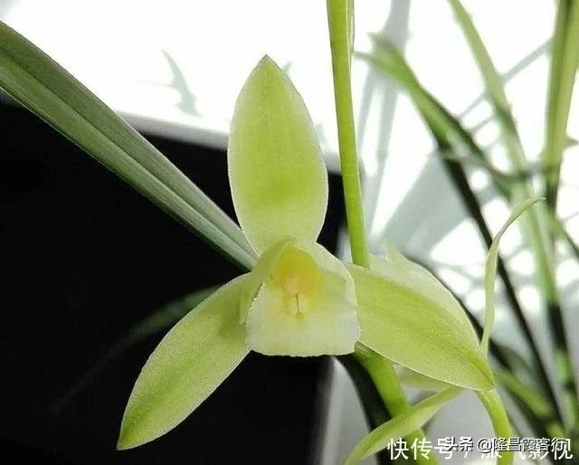 隆昌素“云顶香”险些绝迹的旧事