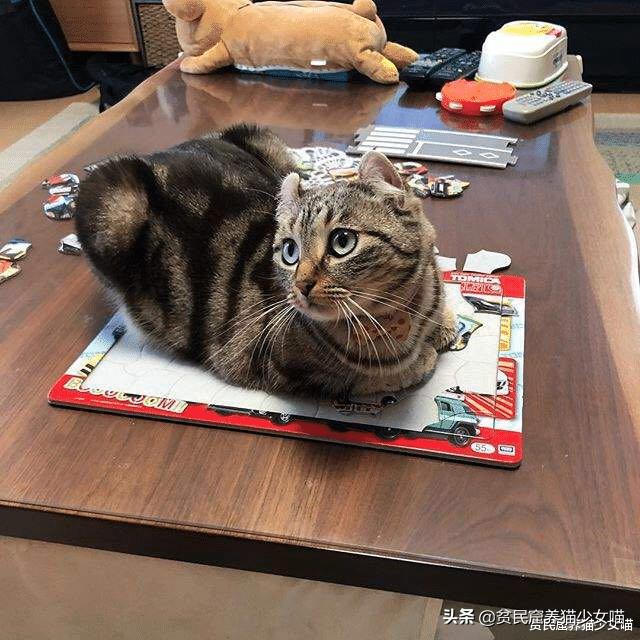 拼图引来喵星人,猫:这些花花绿绿的小方块,我也要玩