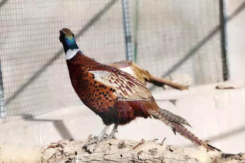 【益西户外营地教育】金川第六小学野狐湾自然研学营圆满结束！