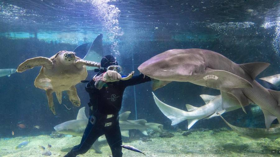 中秋特惠！（9.13-15）深圳海洋世界门票现4折仅69.9抢购~美到爆