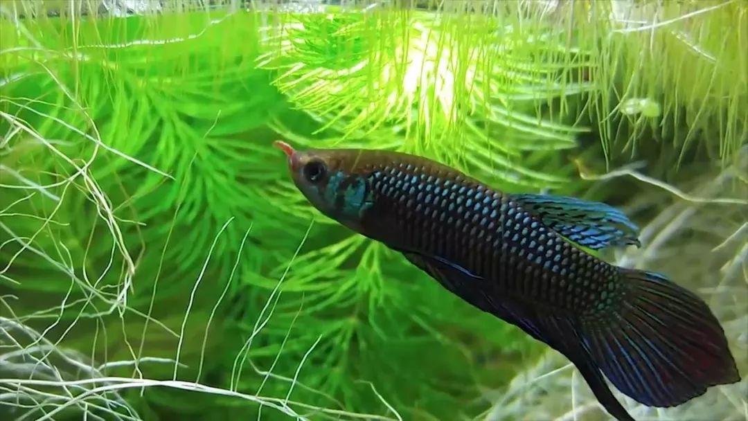 我穷到连最简单的过滤器都买不起，干脆就开了个三无草缸！