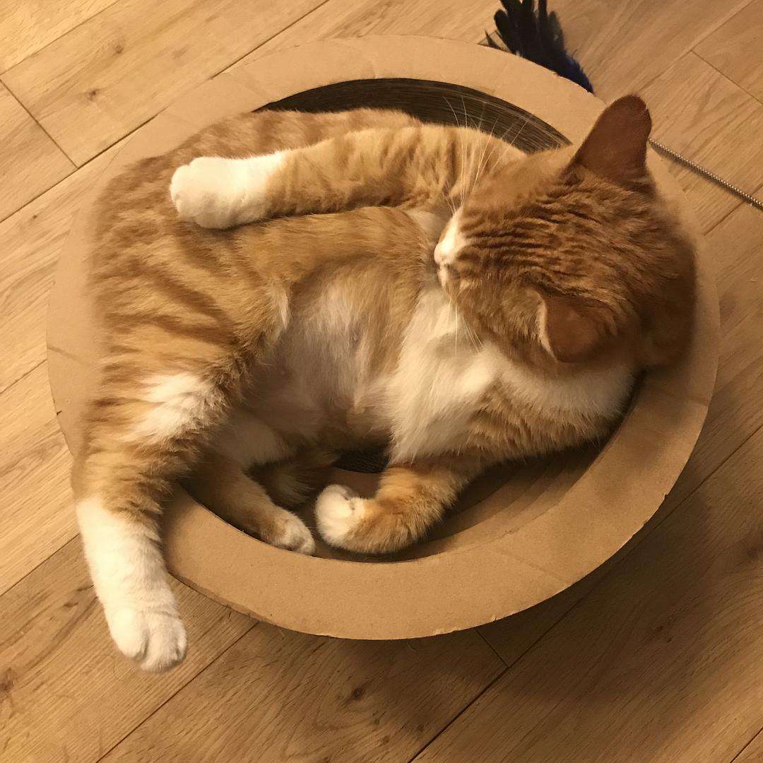 猫咪更爱吃老鼠还是猫粮,猫咪更爱吃鸡肉还是猪肉