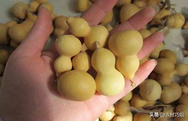 什么时间种葫芦好如何进行管理,什么时候种葫芦正合适