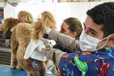 不会给狗狗挤肛门腺?教你几招,轻松解决臭味道来源