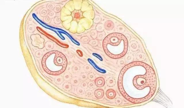 卵巢早衰来势汹汹？这5点是早衰“信号灯”，女性快自查